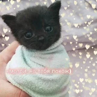 Стикер Больше стиков тут: @stikery4 - 3