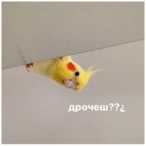 животное птица попугай