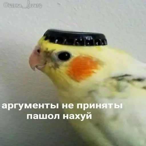 животное птица попугай