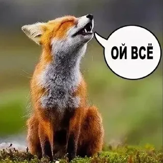 Стикер ойвсе - 0