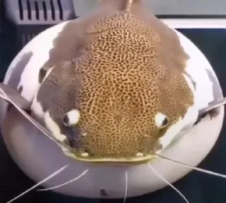 Sticker ojcze nasz @durkakwasa - 1