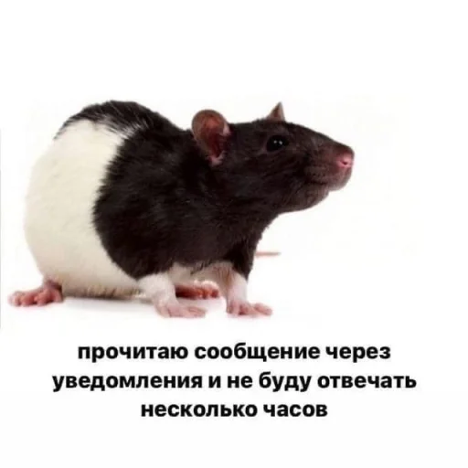 Стикер ok_ladno_profladno - 1