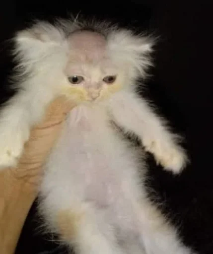 Sticker oldshool_meme - 1