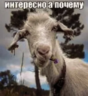 Sticker этожеавгуст старая рухлядь - 6