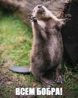 Sticker этожеавгуст старая рухлядь - 8