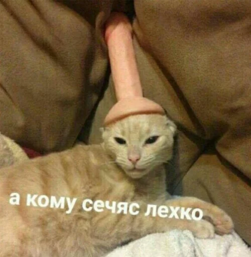 mammal small to medium-sized cats animal