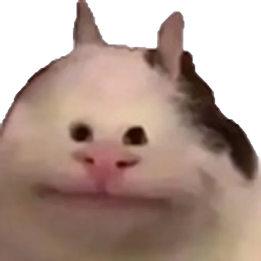 animal mammal small to medium-sized cats