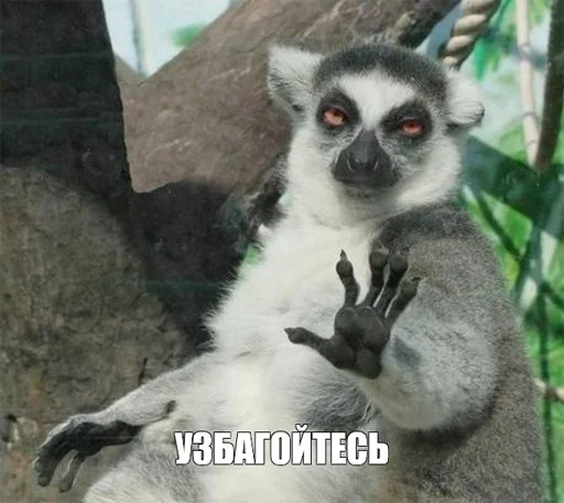 animal mammal primate