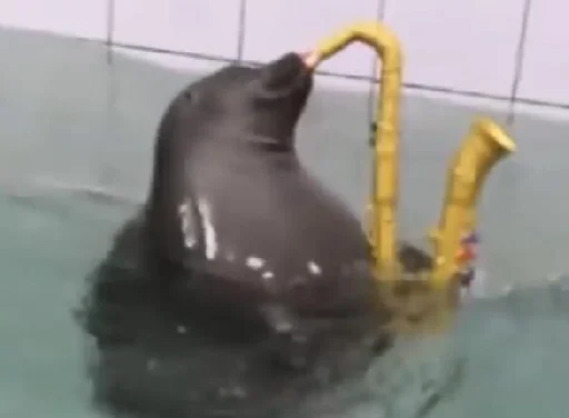 water marine mammal aquatic mammal