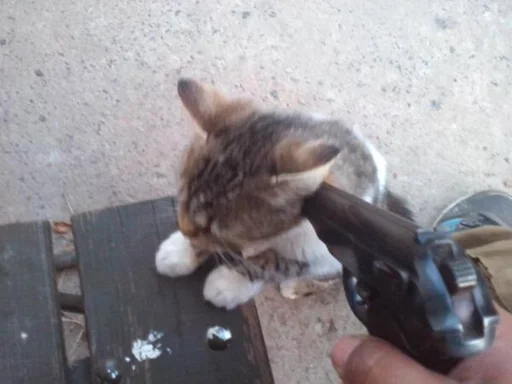 кошка земля кошачьи