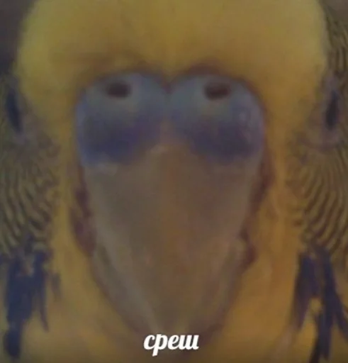 Sticker olejko pack by @JackRiver - 11