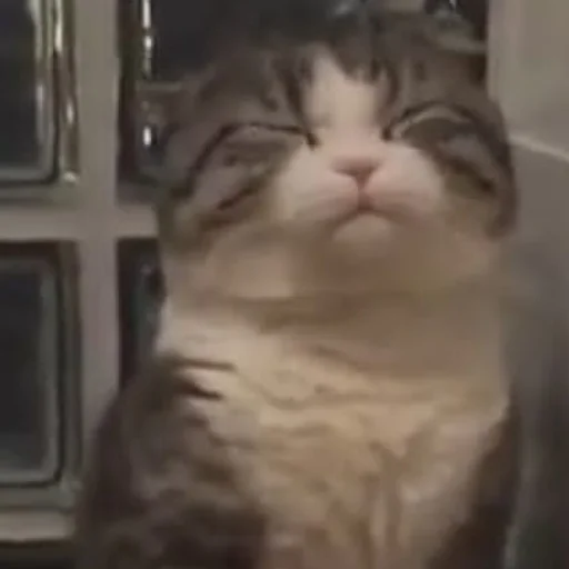 Sticker olejko pack by @JackRiver - 10