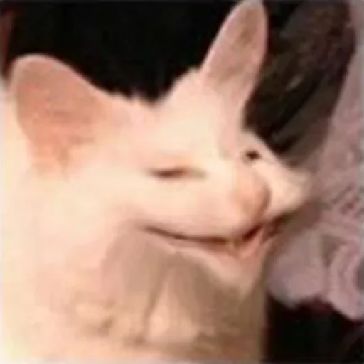 Sticker olejko pack by @JackRiver - 8