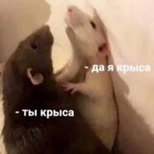 животное млекопитающее грызун