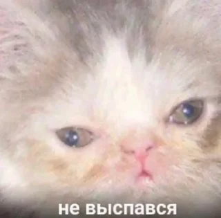 Стикер Алиночка - 1