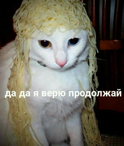 животное сова кошка