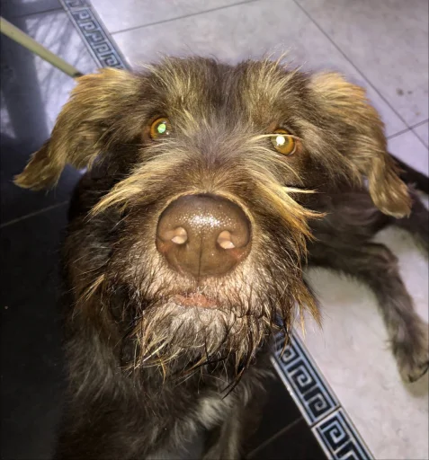 Стикер onisukablackmetal666 - 1