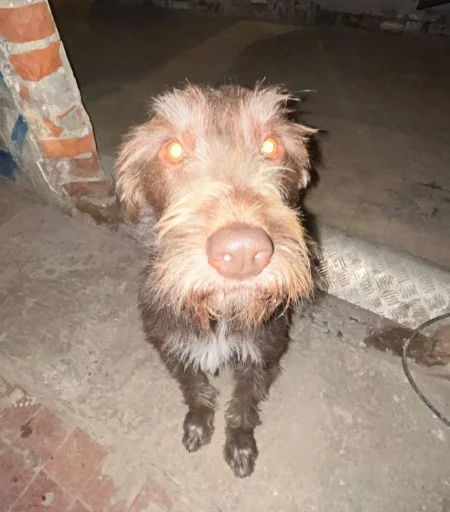 Sticker onisukablackmetal666 - 1