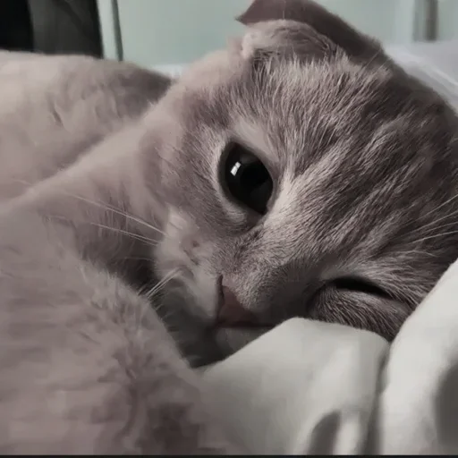 Стикер ooZiMlT_by_achestickbot - 1