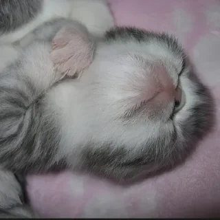 Стикер Больше стиков тут: @stikery4 - 8