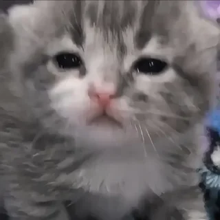 Стикер Больше стиков тут: @stikery4 - 5