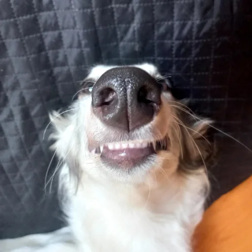 Sticker ooohborzye - 1