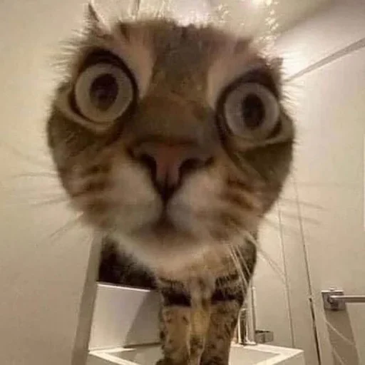 комнатный кошка млекопитающее