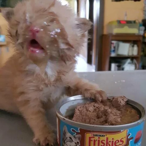 комнатный млекопитающее домашнее животное