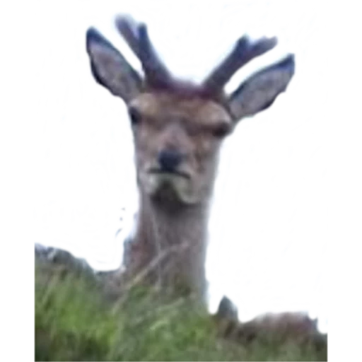 animal mammal giraffe