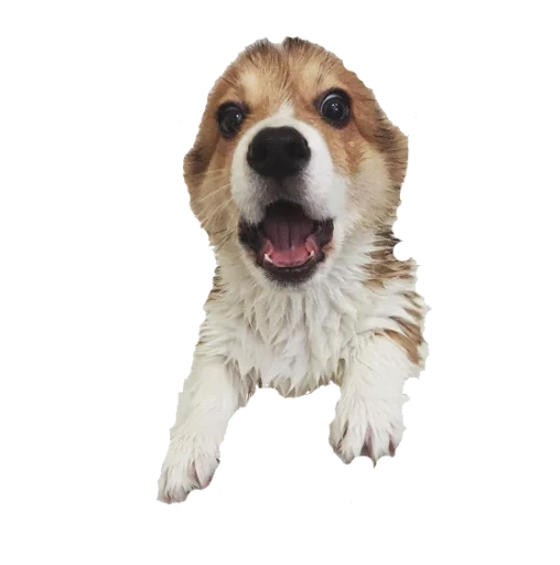 dog breed animal mammal