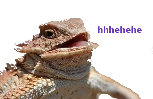 reptile animal mammal