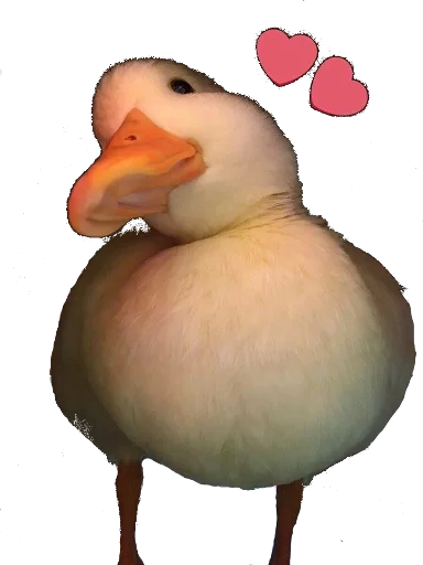 животное водная птица птица