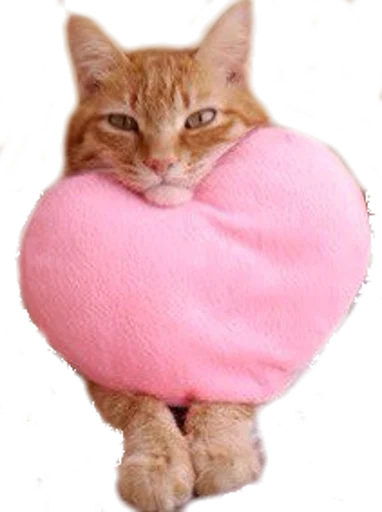 кошка розовый кошки малого и среднего размера