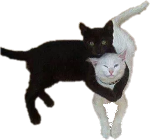 животное домашняя кошка кошка