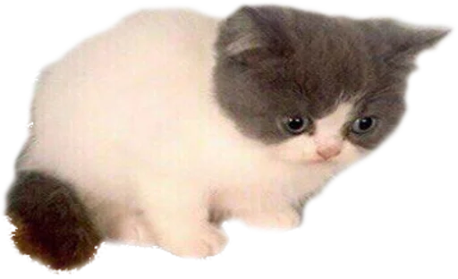 животное млекопитающее кошка