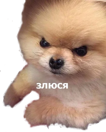 животное млекопитающее собака