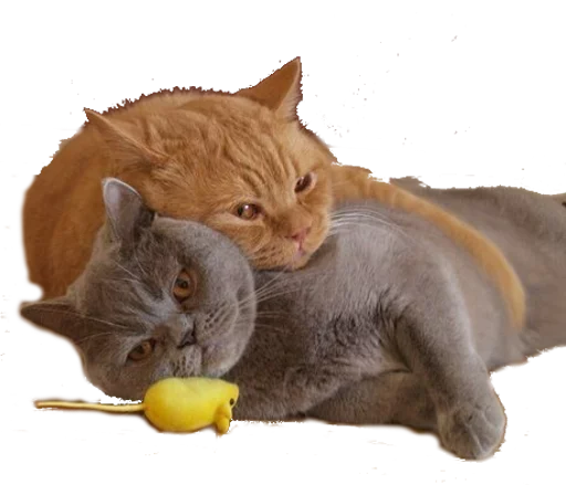 кошки малого и среднего размера млекопитающее животное