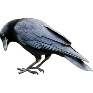 Стикер opiumm by @soqa_812 - 1