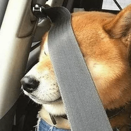 Sticker optimistdoge - 1