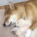 Sticker Optimistic Doge - 6