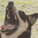 Sticker Optimistic Doge - 3