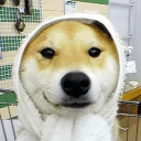 Sticker Optimistic Doge - 10