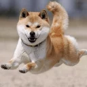 Sticker Optimistic Doge - 0