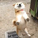 Sticker Optimistic Doge - 8