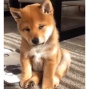 Sticker Optimistic Doge - 5