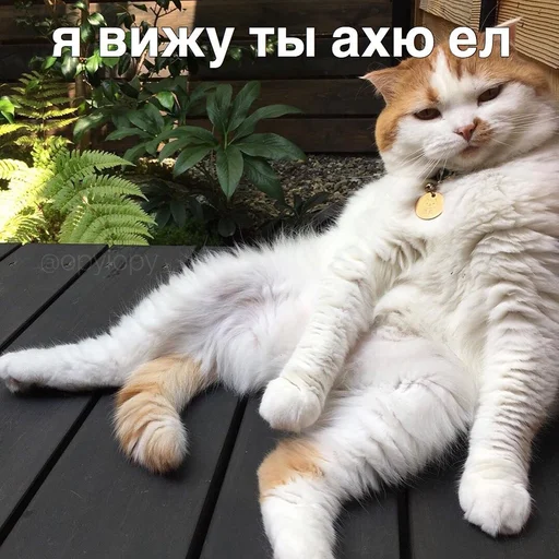 mammal animal domestic cat