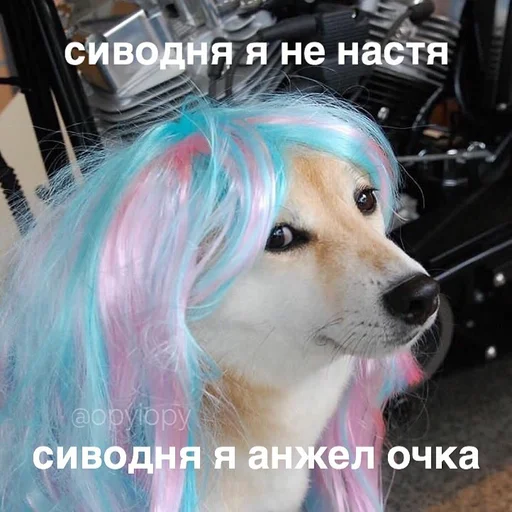 pet animal dog breed