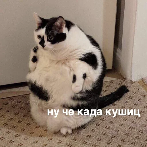 mammal animal small to medium-sized cats