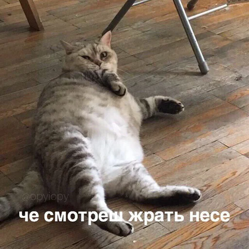 animal small to medium-sized cats felidae