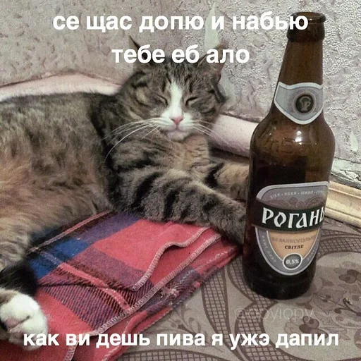 animal small to medium-sized cats text